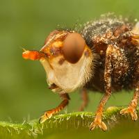 Conopid Fly (Myopa tesselatipennis) 